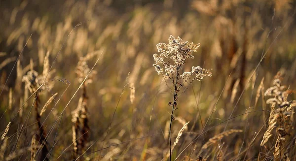 Nahaufnahme von Gras während des Sonnenuntergangs — Stockfoto