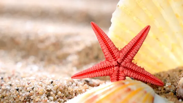 Sea star and shells on the sandy beach — Stock Photo, Image