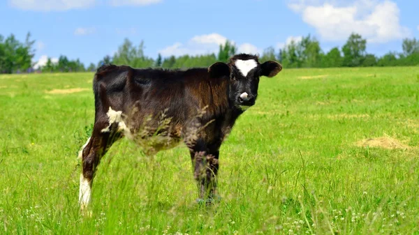 Calf at the green against blue sky — Stock Photo, Image
