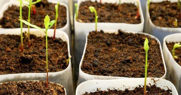 Plantas se cultivan en laboratorio —  Fotos de Stock