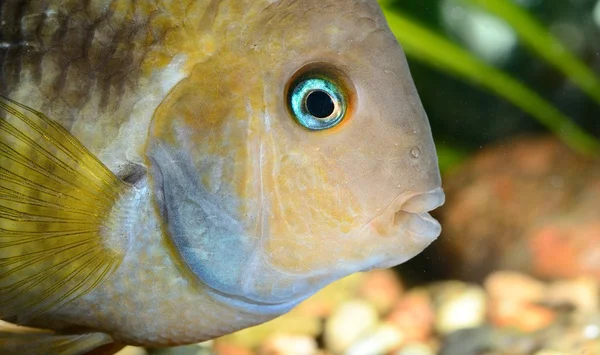 Piranha in aquarium — Stock Photo, Image