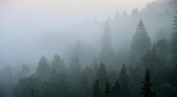 Sugulda, güçlü sis kaplı ormanda — Stok fotoğraf