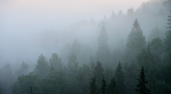 Forest in Sugulda covered in strong fog