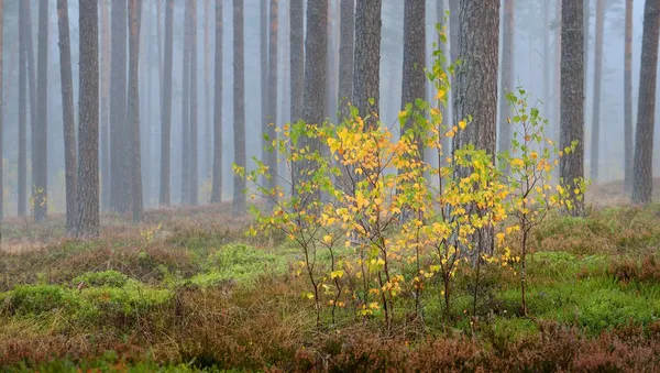Forte brume matinale dans la forêt — Photo