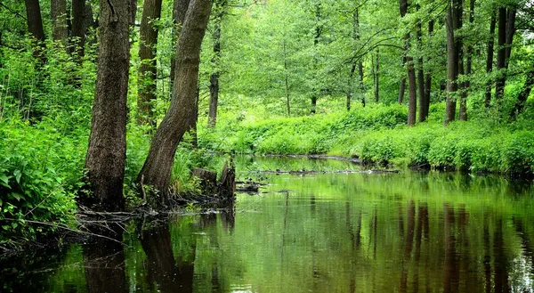 Las rzeka scena — Zdjęcie stockowe