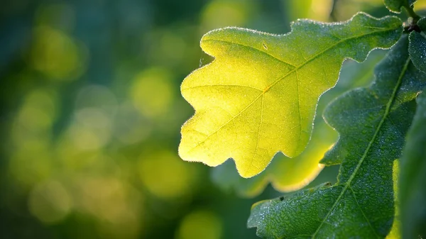 Oak green young leaves close-up in spring morning. — Stock Photo, Image