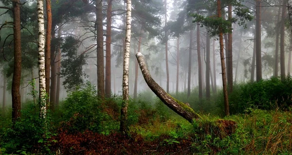 Uma floresta do norte no nevoeiro. Letónia — Fotografia de Stock