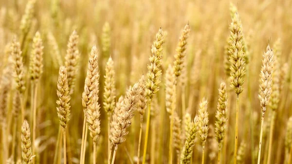 Vista da agricultura. Campo de trigo close-up — Fotografia de Stock