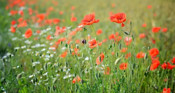 A poppy field close-up — Stock Photo, Image