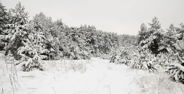 Maravilla invernal en bosque cubierto de nieve. Letonia — Foto de Stock