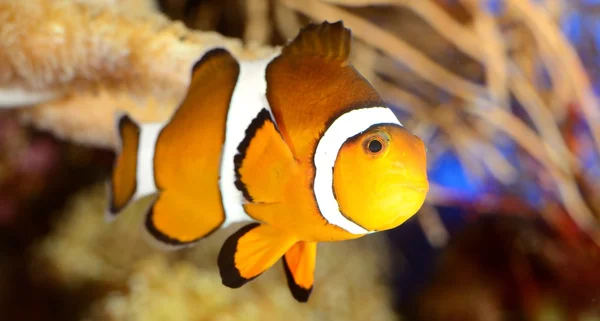 Clownfisk i Marina akvarium — Stockfoto