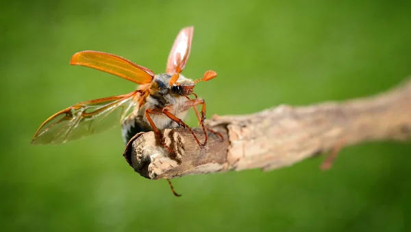 Cockchafer ou May bug (Melolontha melolontha) em natural — Fotografia de Stock