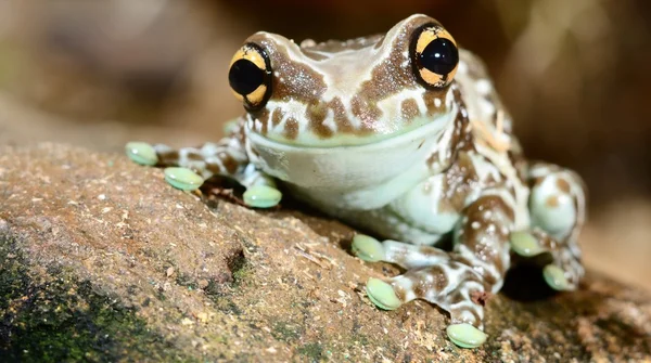 Kleurrijke kikkers in terrarium — Stockfoto