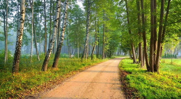 Weg in een prachtig bos in de ochtend — Stockfoto