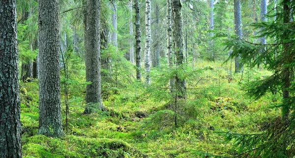 Dark pine forest scene — Stock Photo, Image