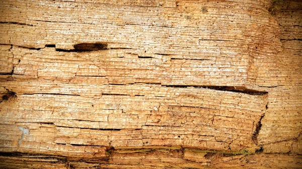 Corcho de madera. Textura de corteza de árbol . — Foto de Stock