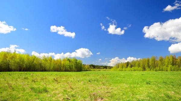 Campo verde contra cielo azul y nubes —  Fotos de Stock