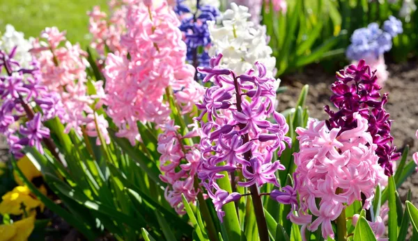 Hyazinthenblüten aus nächster Nähe im Garten — Stockfoto