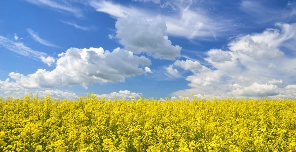 Champ de colza jaune en Lettonie — Photo