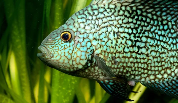 Tropical fish in aquarium — Stock Photo, Image