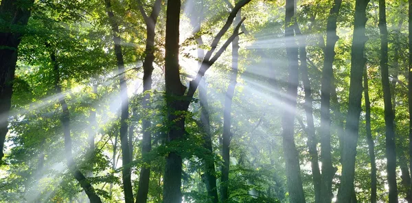 Strong beautiful fog and sunbeams in the forest — Stock Photo, Image
