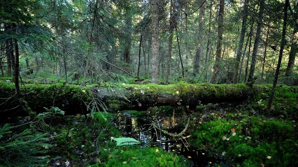 Mörk tallskog scen — Stockfoto