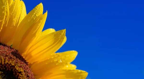 Sunflower close-up against dark blue sky — Stock Photo, Image