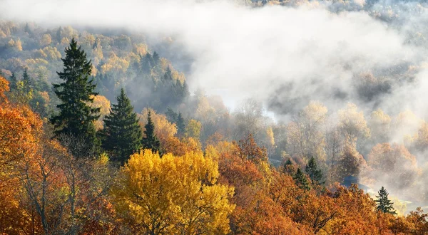 Kolorowe wzgórza lasu jesienią. Sigulda, Łotwa. — Zdjęcie stockowe