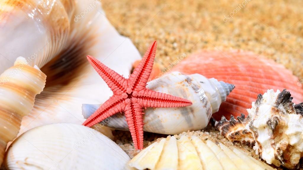 Sea star and shells on the sandy beach