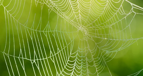 Mooi spinnenweb met water druppels close-up — Stockfoto