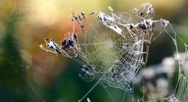 Mooi spinnenweb met water druppels close-up — Stockfoto