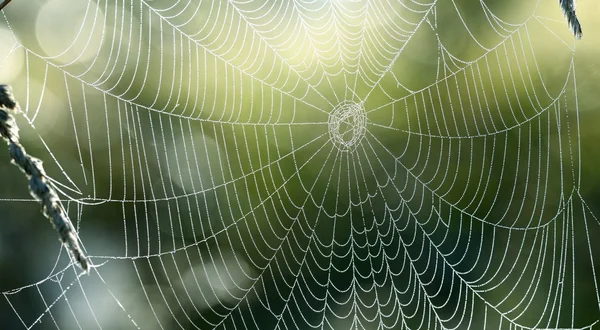 Mooi spinnenweb met water druppels close-up — Stockfoto