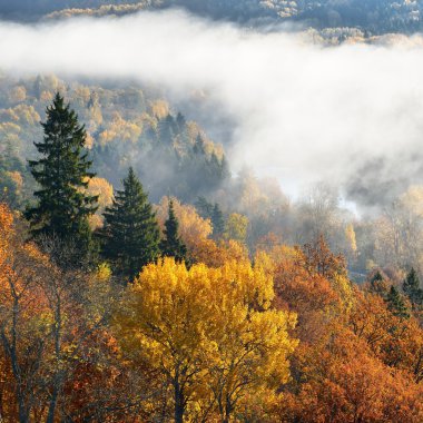 renkli forest hills sis ile kaplı