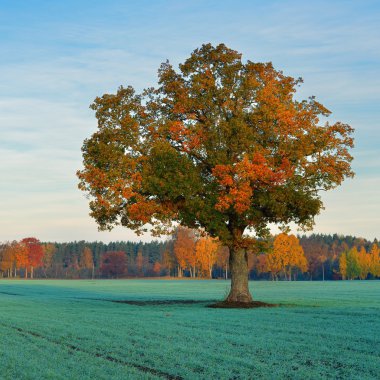 sonbahar alanında renkli yalnız ağaç
