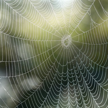 yakın çekim güzel örümcek ağı ile su damlaları