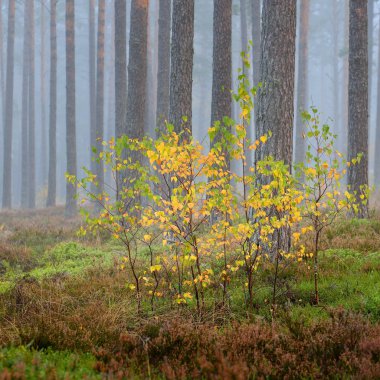ormandaki güçlü güzel sis