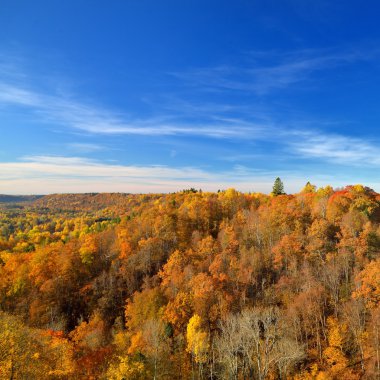 renkli forest hills Güz.