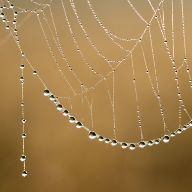 güzel örümcek ağı