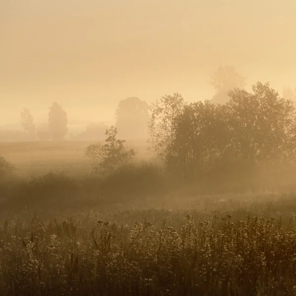 Mistyczne drzew we mgle na trawnik — Zdjęcie stockowe