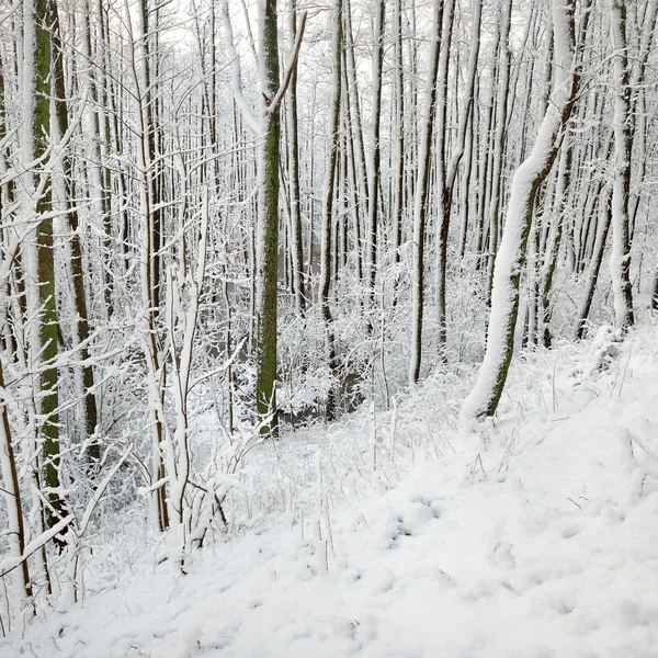 Χειμερινή χώρα των θαυμάτων στο χιόνι — Φωτογραφία Αρχείου
