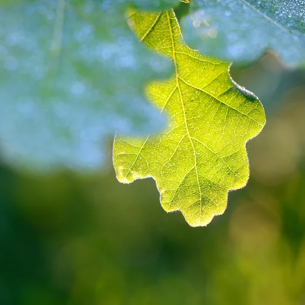 Oak green young leaves — Stock Photo, Image