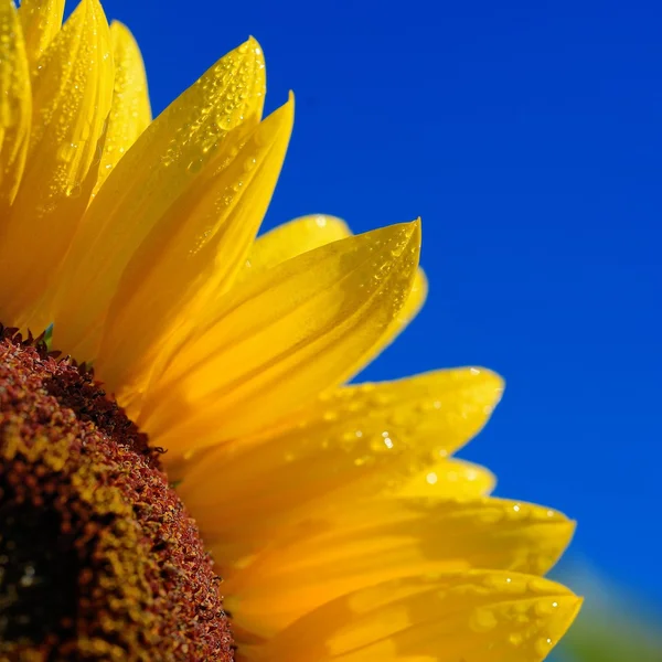 Girasol primer plano contra el cielo azul oscuro — Foto de Stock