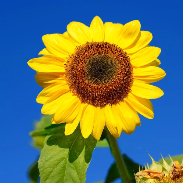 Zonnebloem close-upAyçiçeği yakın çekim — Stockfoto