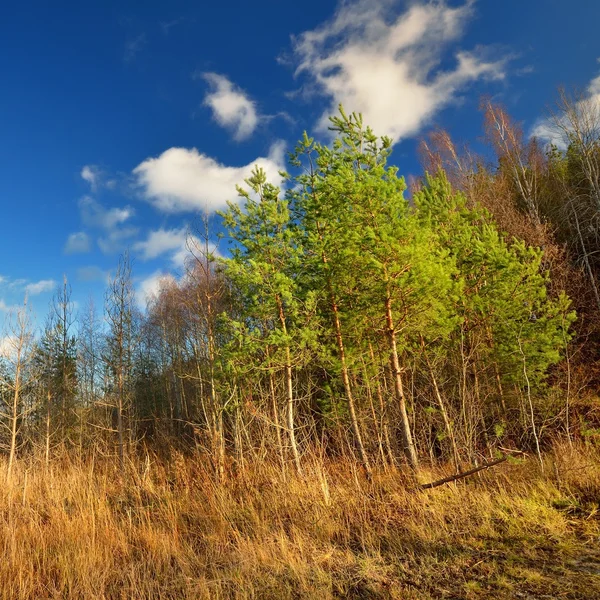 Klassieke weide en bos herfst landschap — Stockfoto