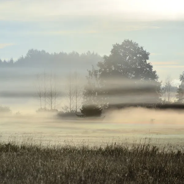 Campo rural cubierto de niebla matutina — Foto de Stock