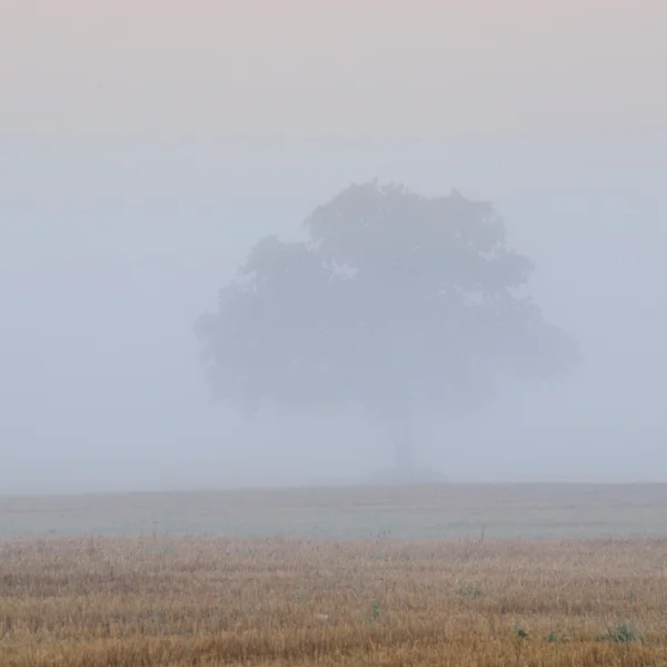 Árbol solitario en el campo — Foto de Stock