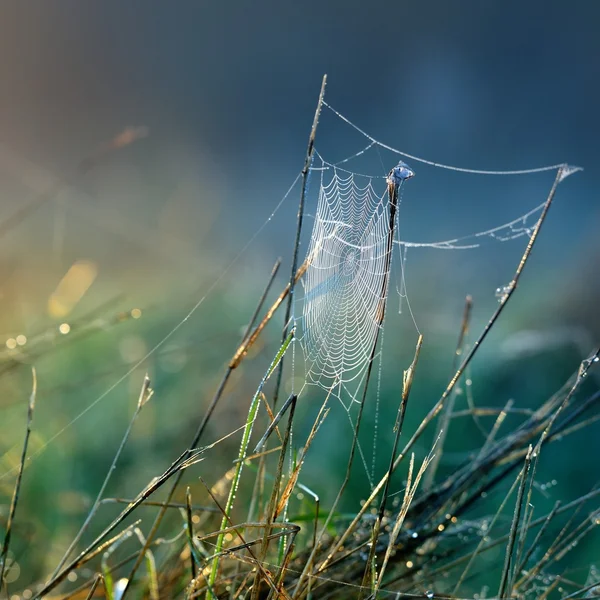 Beautiful spider web — Stock Photo, Image