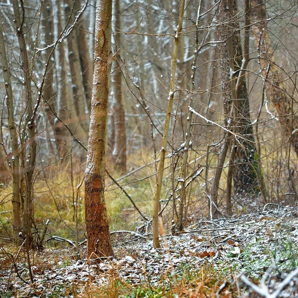 Primeira neve em uma floresta — Fotografia de Stock