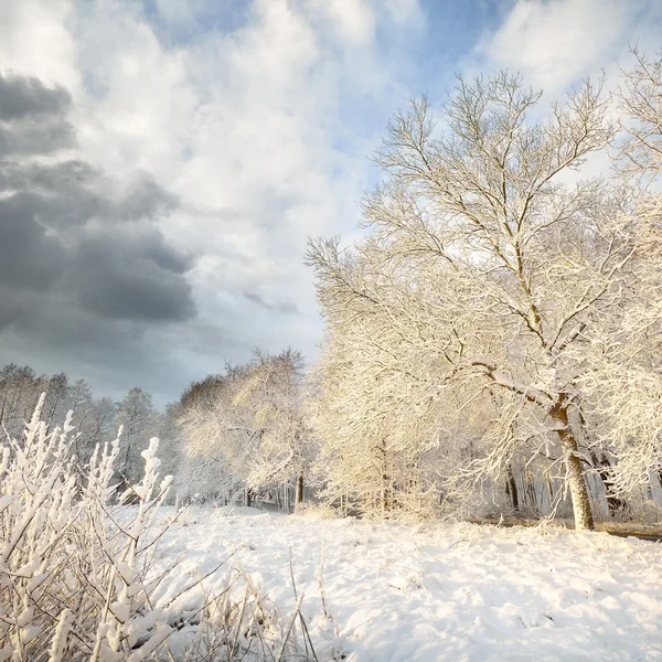 Vinterlandskap i snö — Stockfoto