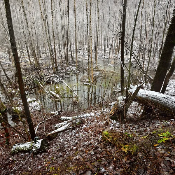 Fiume Foresr in inverno — Foto Stock